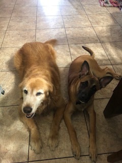 My dogs, Sasha (left) and Kona (right).