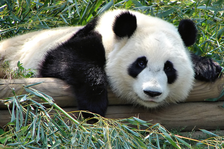 Panda on tree