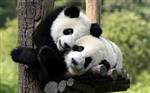 pandas hugging