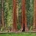 Sequoias