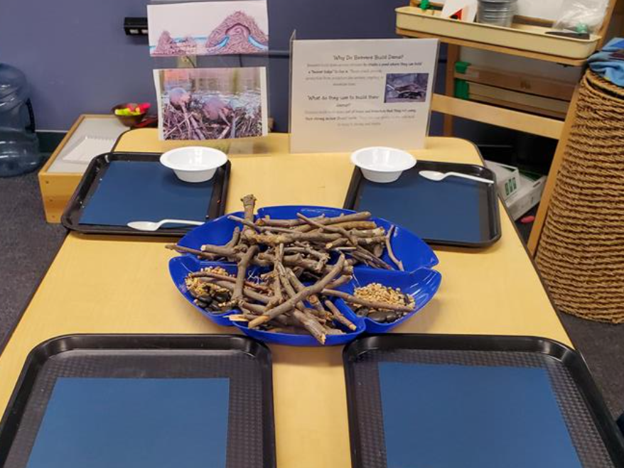 A table set up for an activity with 5 blue trays, white bowls,, white spoons, and natural materials like sticks. There are instructions for building a beaver damn on the table as well.